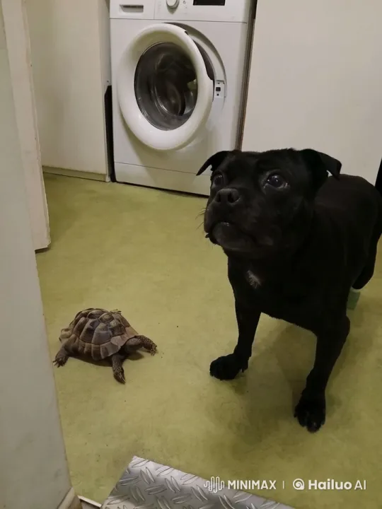 Dog and Tortoise Interaction in Laundry Room – AI Generated Video | Hailuo AI