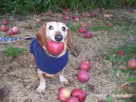 Dachshund Enjoying Apple Amidst Scattered Fruits – AI Generated Video | Hailuo AI