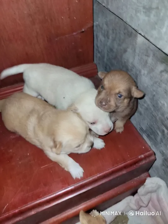 Puppies Display Playful Kungfu Moves on Shelf – AI Generated Video | Hailuo AI