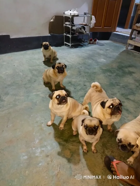 Six Alert Pugs in Tense Standoff – AI Generated Video | Hailuo AI
