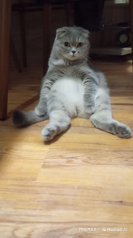 Chubby Cat 'Flies' with Toy Gun in Whimsical Adventure – AI Generated Video | Hailuo AI