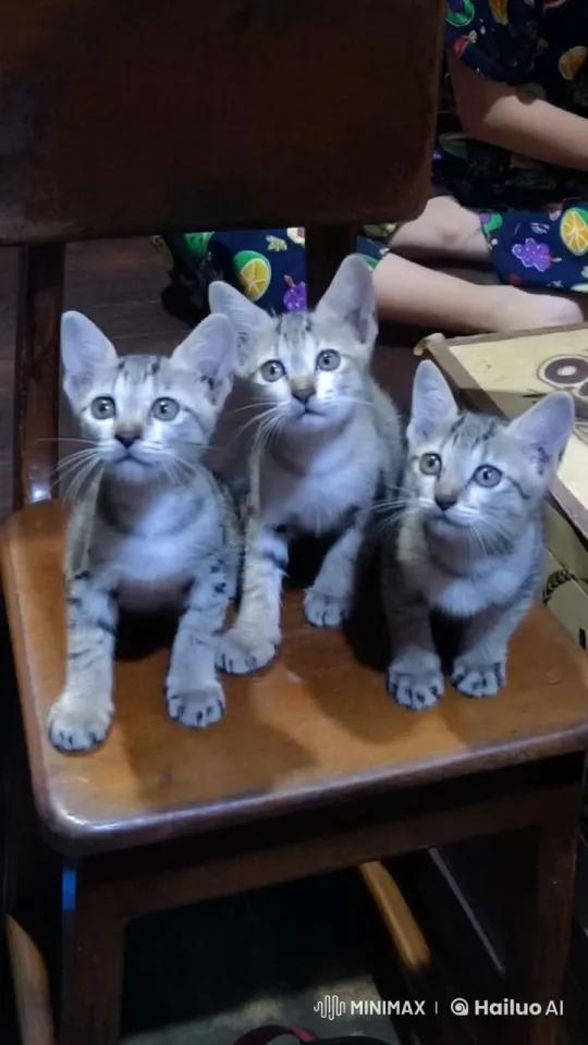 Kittens Mimic Kung Fu on Wooden Chair – AI Generated Video | Hailuo AI