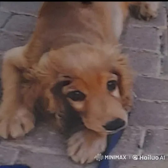 Puppy Leaps into Lamborghini to Snoop Dogg's Beat – AI Generated Video | Hailuo AI