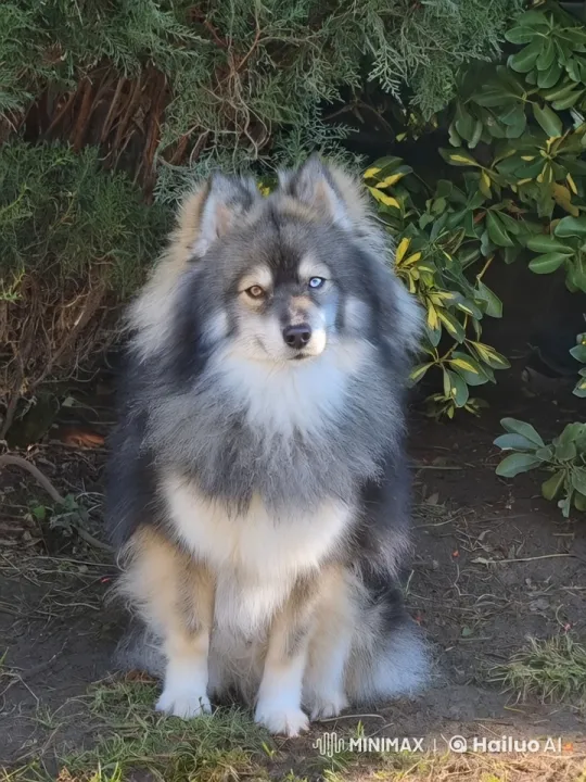 Playful Dog Leaps Towards Camera in Lush Greenery – AI Generated Video | Hailuo AI