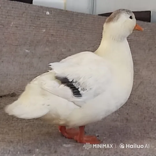 Abandoned Duckling Finds Comfort in Penguin – AI Generated Video | Hailuo AI