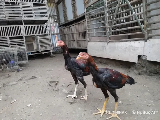 Roosters Engage in Kung-Fu Battle – AI Generated Video | Hailuo AI
