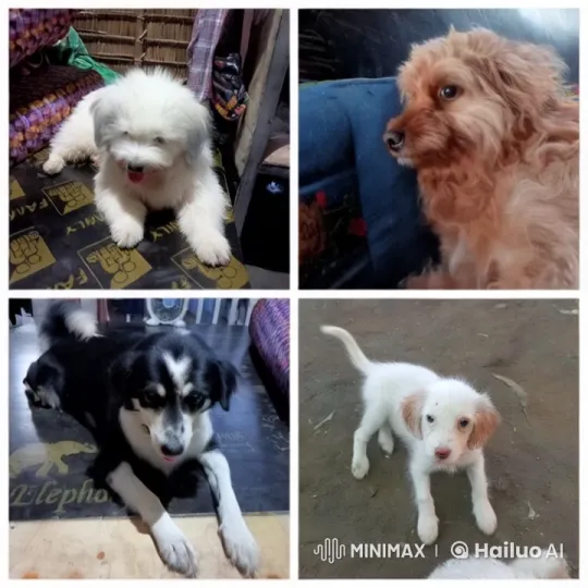 Dogs Displaying Playful Dynamics – AI Generated Video | Hailuo AI