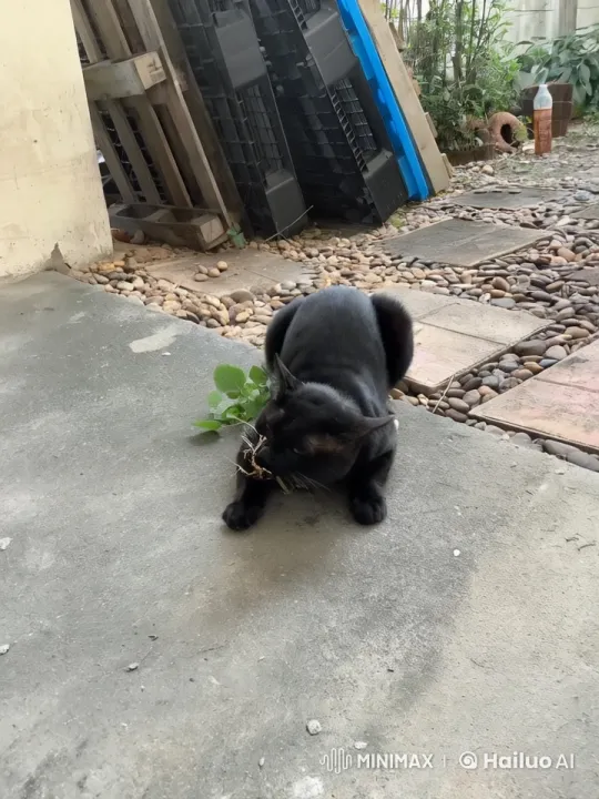 Black Cat Demonstrates Impressive Kung Fu Skills – AI Generated Video | Hailuo AI
