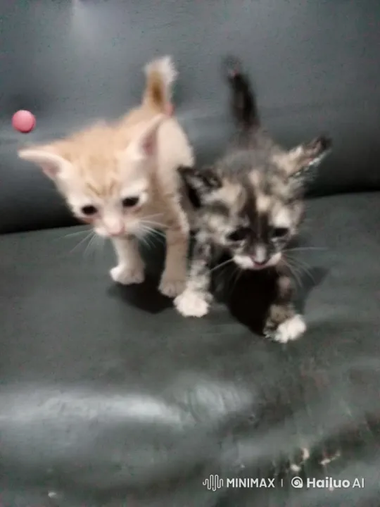 Playful Kittens Spar and Explore on Soft Seat – AI Generated Video | Hailuo AI