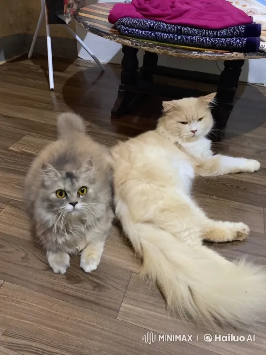 Fluffy Cats Engage in Playful Kungfu Fight – AI Generated Video | Hailuo AI
