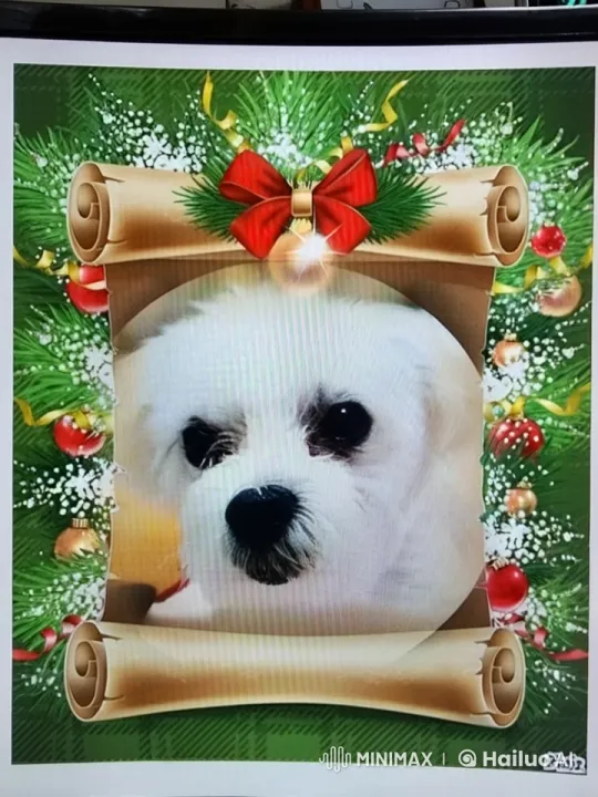 Festive Holiday Video with White Dog Gae Fang – AI Generated Video | Hailuo AI