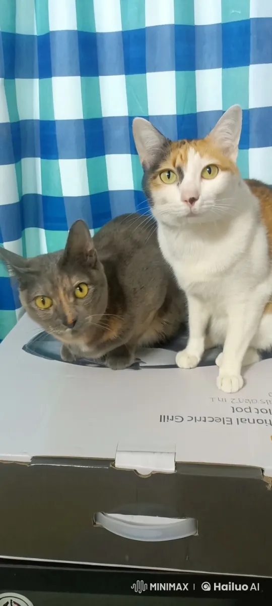 Cats Engage in Fierce Simulated Muay Thai Fight – AI Generated Video | Hailuo AI