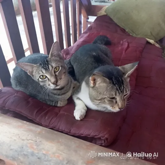 Cats Engage in Playful Kung Fu Fight on Bench – AI Generated Video | Hailuo AI