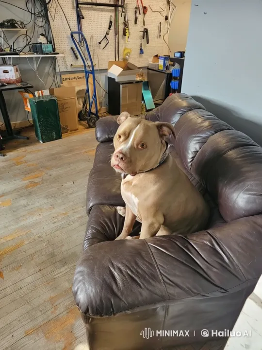 Dog Coco Practicing Ballet in Workshop – AI Generated Video | Hailuo AI