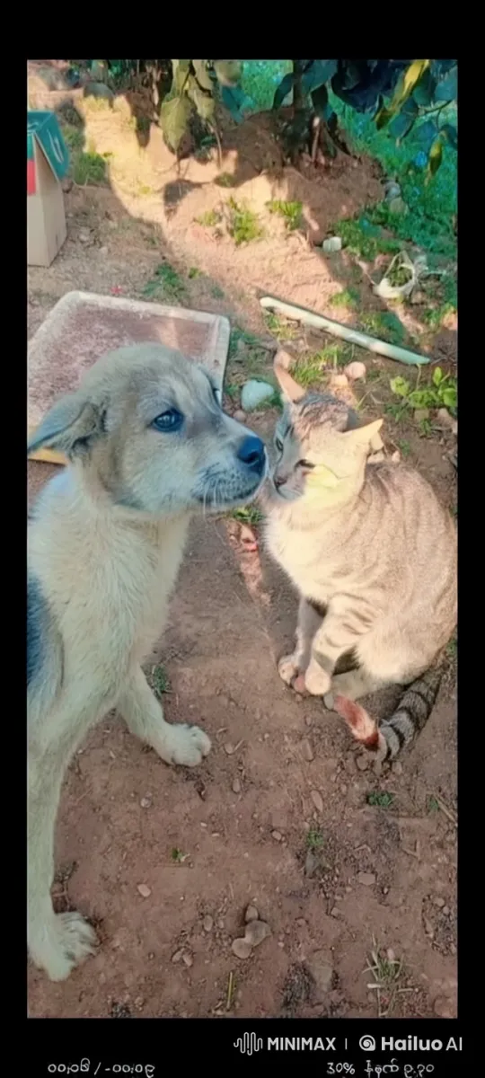 Cat and Dog Engage in Playful Kungfu-like Sparring – AI Generated Video | Hailuo AI
