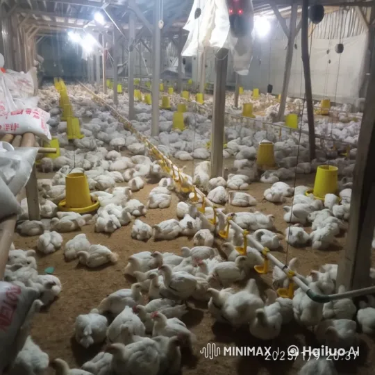 Chicken Performs Kungfu Jump on Poultry Farm – AI Generated Video | Hailuo AI