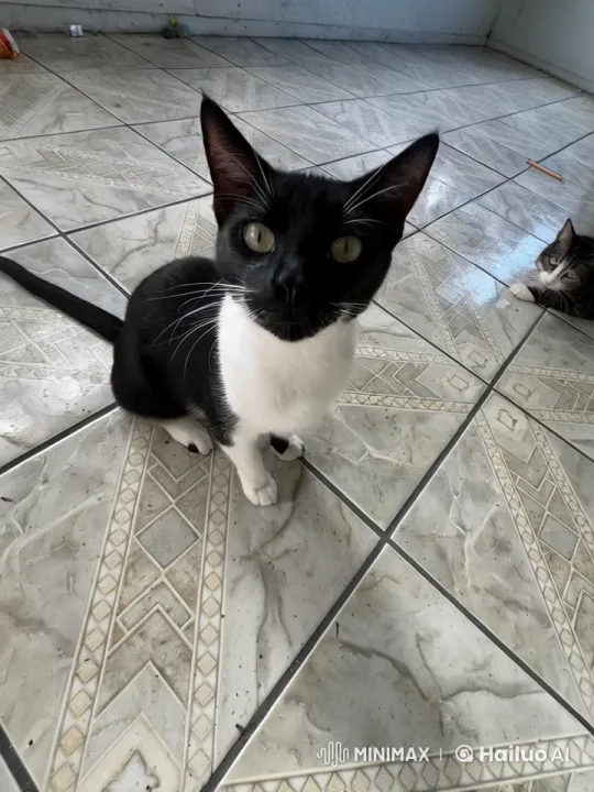 Cats Playfully Jumping in a Tiled Room – AI Generated Video | Hailuo AI