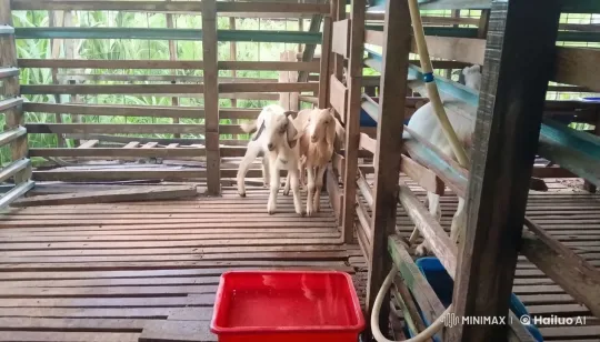 Goats Engage in Martial Arts Fight in Barn – AI Generated Video | Hailuo AI