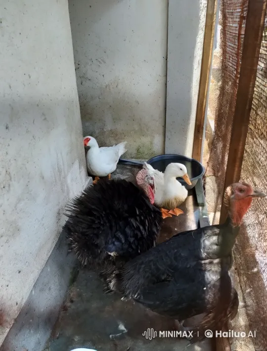 Ducks and Turkey Perform Kungfu in Confined Space – AI Generated Video | Hailuo AI