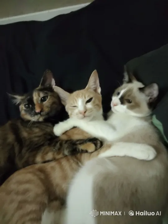 Cats Perform Playful Kung Fu Fight on Blanket – AI Generated Video | Hailuo AI