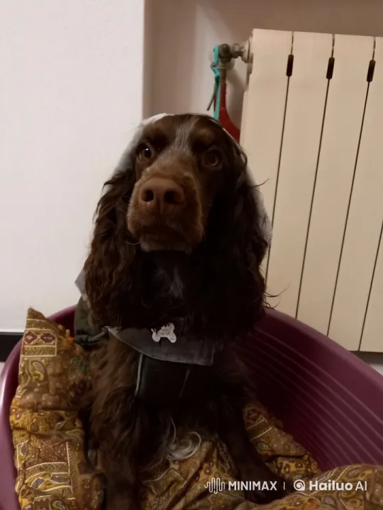 Curly Brown Dog Greets Viewers in Cozy Setting – AI Generated Video | Hailuo AI