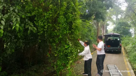 Men Clear Overgrowth in Lush Jungle Setting – AI Generated Video | Hailuo AI