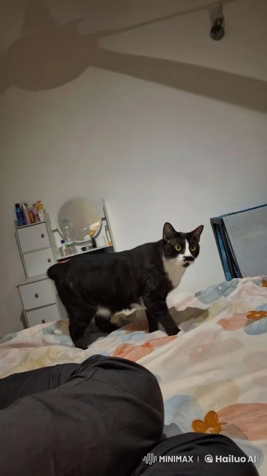 Cat Mimics Martial Arts in Serene Bedroom Setting – AI Generated Video | Hailuo AI