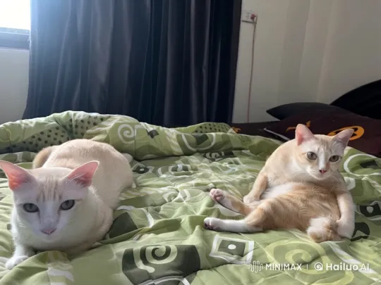 Playful Cats Mimic Martial Arts on Bed – AI Generated Video | Hailuo AI