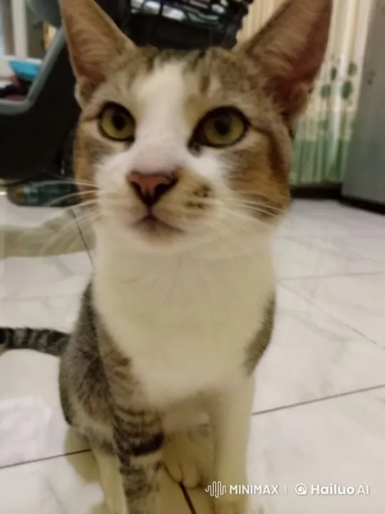 Feline Mimics Chinese Kungfu in Playful Display – AI Generated Video | Hailuo AI