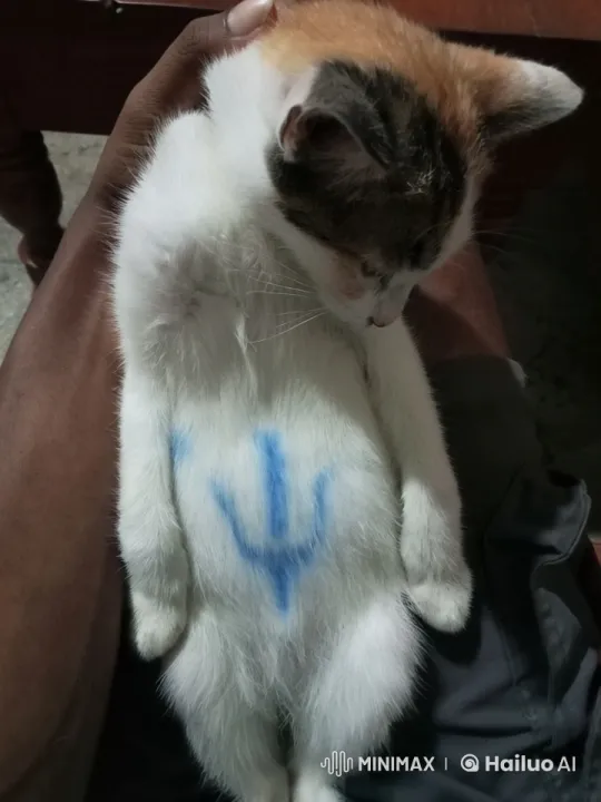 Calico Cat Performs Astonishing Kungfu Display – AI Generated Video | Hailuo AI