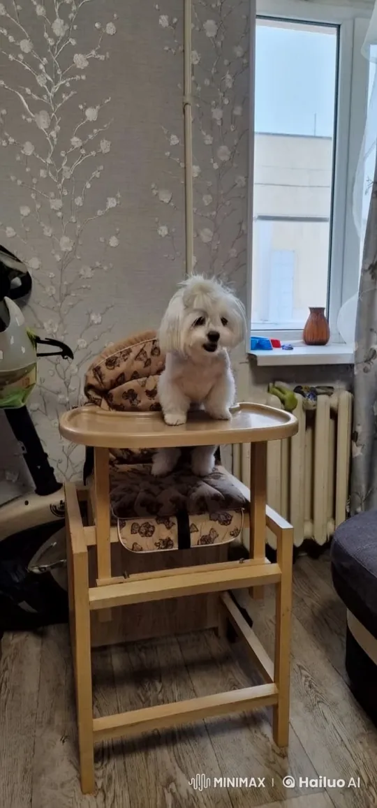 Energetic Small Dog Performs Tectonics Dance – AI Generated Video | Hailuo AI