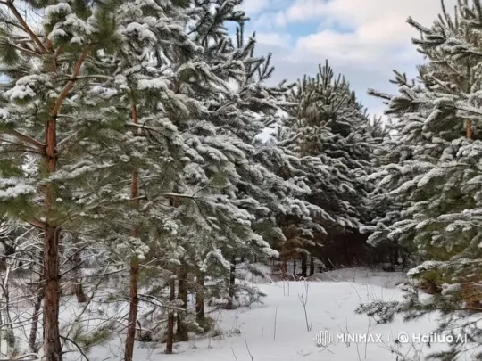 Peaceful Winter Forest with Snowy Trails – AI Generated Video | Hailuo AI