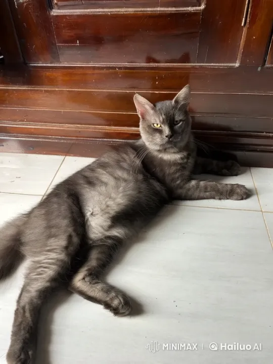 Cat Performs Impressive Kung Fu Moves on Floor – AI Generated Video | Hailuo AI
