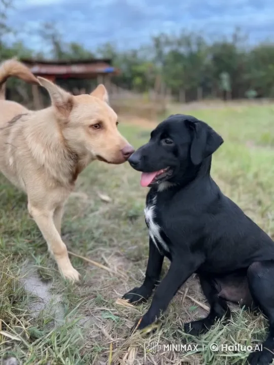 Dogs Perform Playful Martial Arts in Rural Setting – AI Generated Video | Hailuo AI