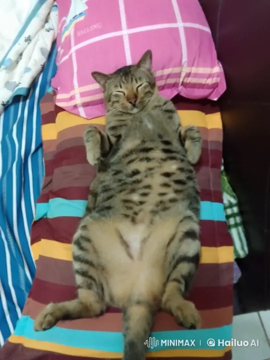 Tabby Cat Performs Impressive Kungfu Moves on Mattress – AI Generated Video | Hailuo AI
