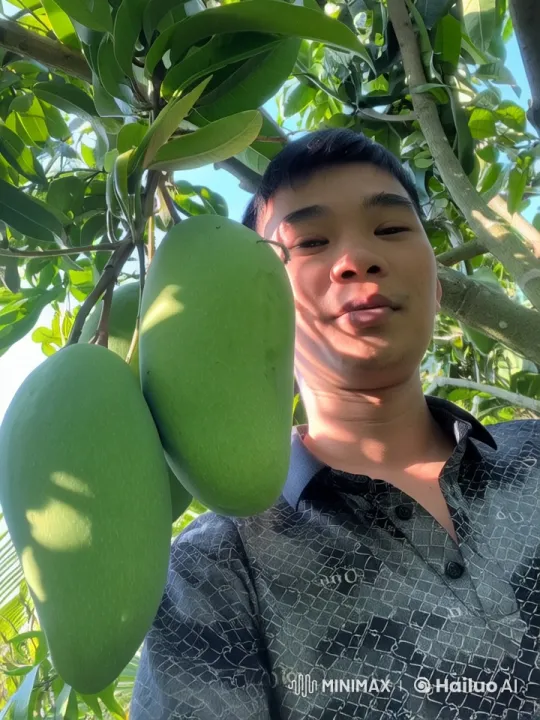 Peaceful Summer Orchard with Mangoes – AI Generated Video | Hailuo AI
