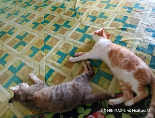 Fighting Cats Display Tension and Playfulness – AI Generated Video | Hailuo AI