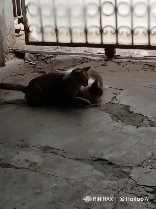 Cats Display Affection and Playful Kung Fu Combat – AI Generated Video | Hailuo AI