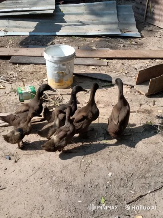Dancing Ducks Perform Kungfu in Humorous Display – AI Generated Video | Hailuo AI