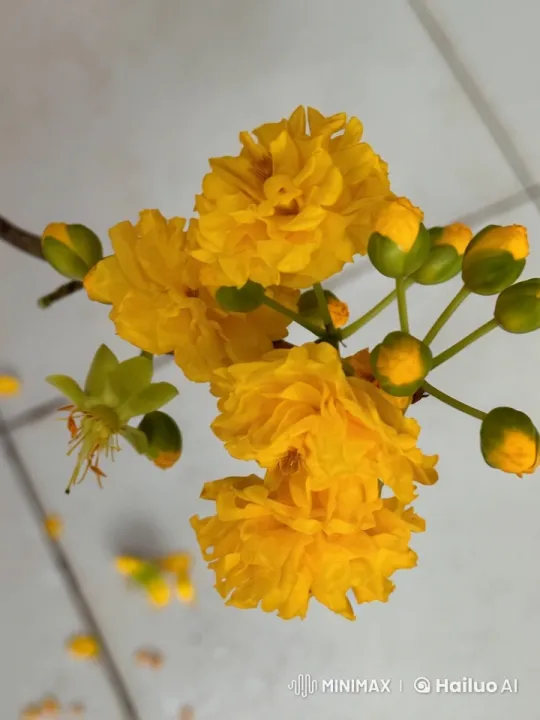 Floral Dance: Butterfly and Grasshopper in Harmony – AI Generated Video | Hailuo AI