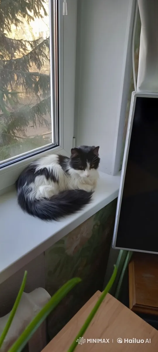 Peaceful Cat Resting on Windowsill with Green View – AI Generated Video | Hailuo AI