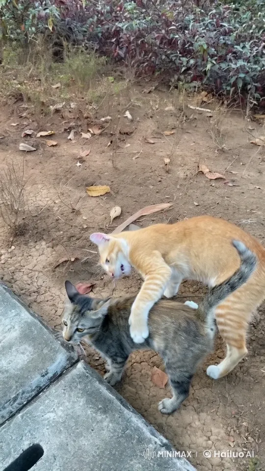 Cats Engage in Playful Kungfu Fight – AI Generated Video | Hailuo AI