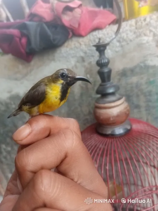 Bird Transforms into Tiger, Eats Vegetables in Surreal Video – AI Generated Video | Hailuo AI