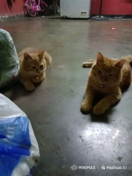 Orange Cats Engage in Dramatic Kungfu Duel – AI Generated Video | Hailuo AI