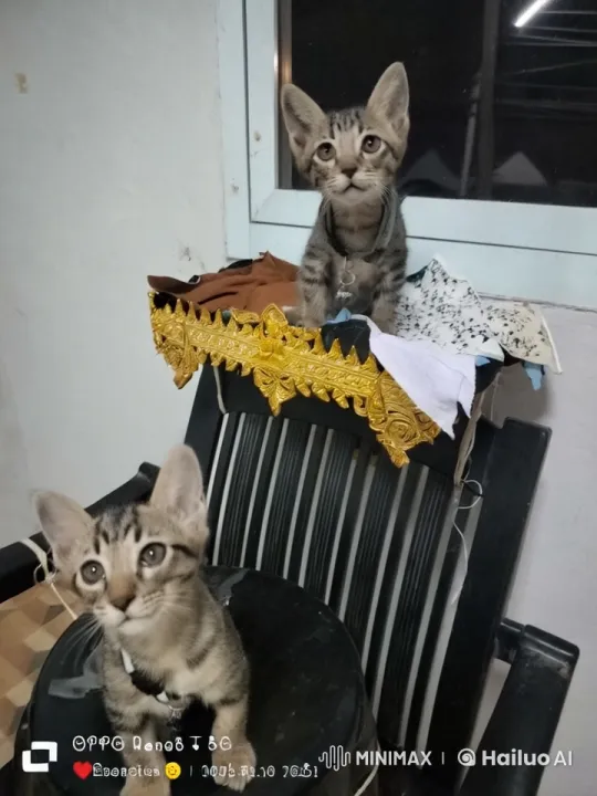Playful Kittens Engage in Adorable Kung Fu Battle – AI Generated Video | Hailuo AI