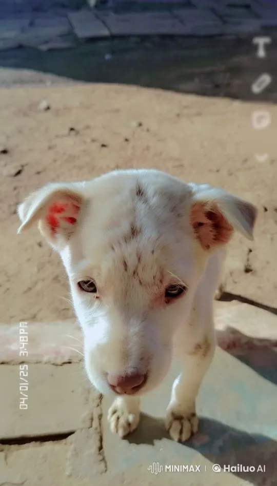 Curious White Puppy in Gentle Outdoor Setting – AI Generated Video | Hailuo AI