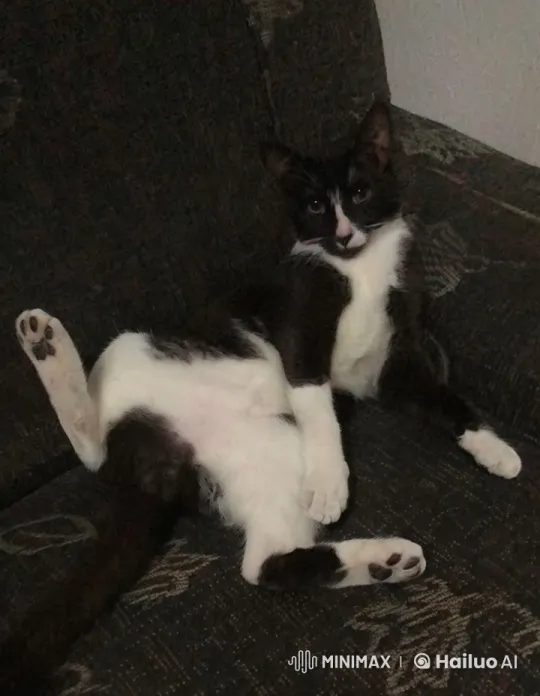 Cat Enacts Playful Dance on Couch – AI Generated Video | Hailuo AI