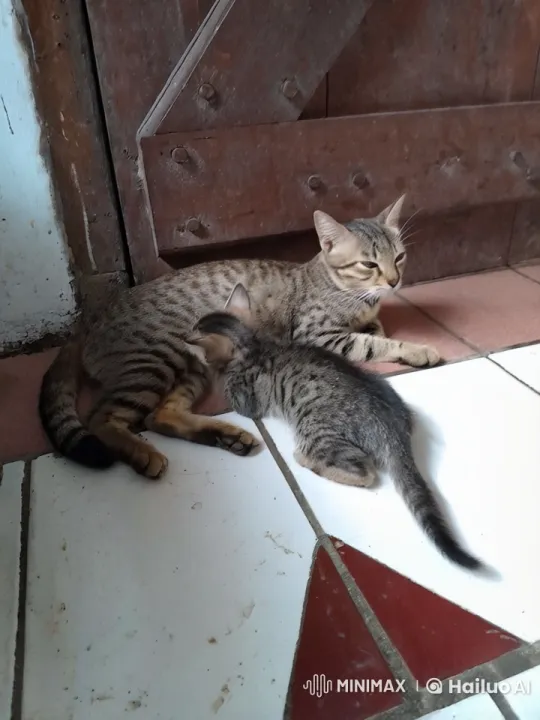 Mother Cat and Kitten Engage in Playful Kungfu Fight – AI Generated Video | Hailuo AI