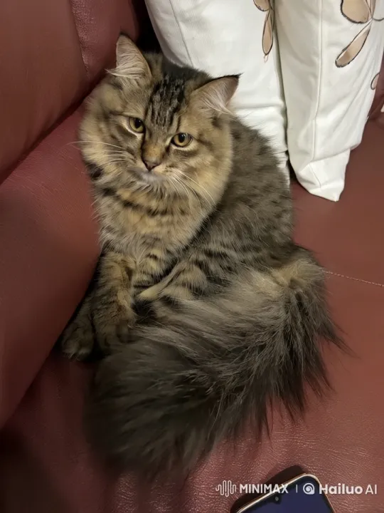 Cute Tabby Cat Dances Gracefully on Couch – AI Generated Video | Hailuo AI