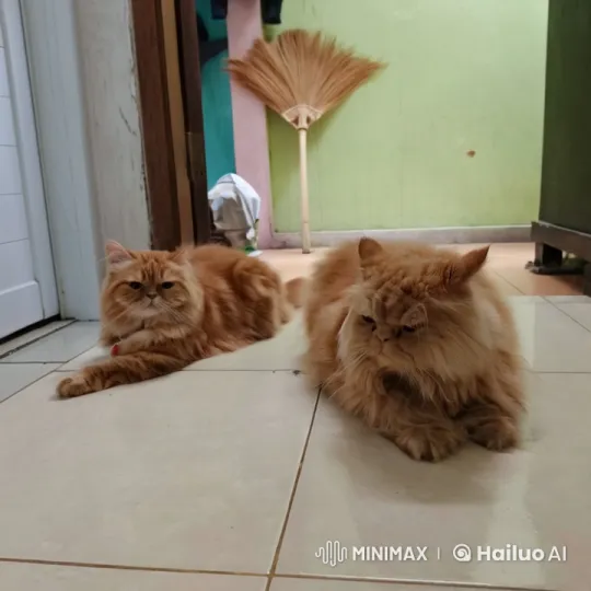 Fluffy Cats Engage in Imaginative Kung Fu Battle – AI Generated Video | Hailuo AI